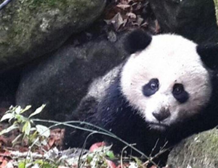 野生熊猫啃食镜头 也太可爱了吧