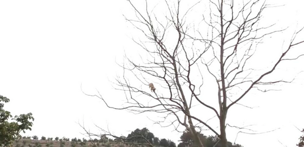 爬这么高是在看风景吗？ 奶奶养的猫居然这么调皮