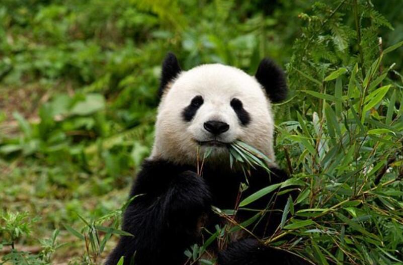 野生熊猫啃食镜头 也太可爱了吧