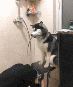 别人家的狗永远是别人家的 不要羡慕了 好好接受现实