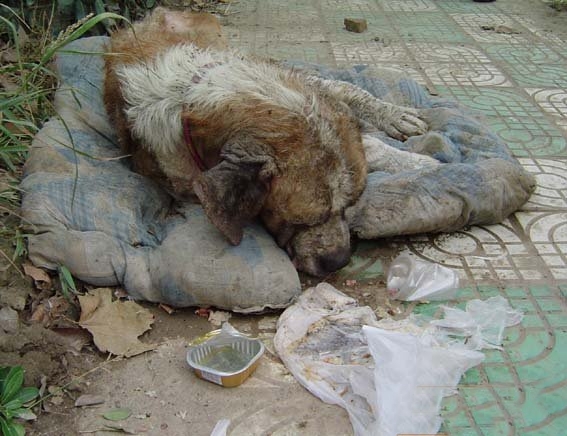 居民联手物业号召给流浪猫狗做绝育手术 不要再伤害无辜的小动物了