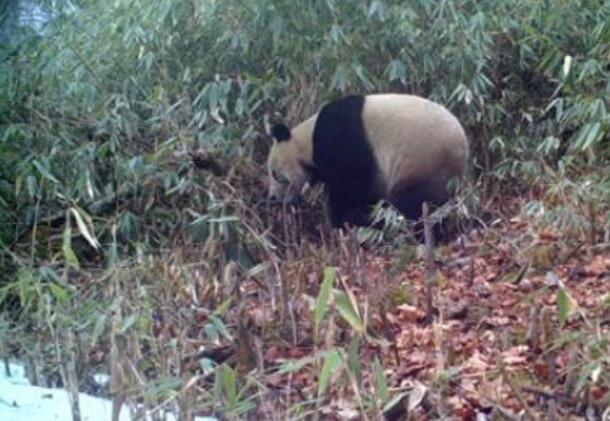 野生熊猫啃食镜头 也太可爱了吧