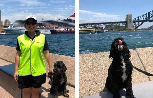 悉尼歌剧院为解决海鸥问题 动用狗狗来帮忙驱赶海鸥