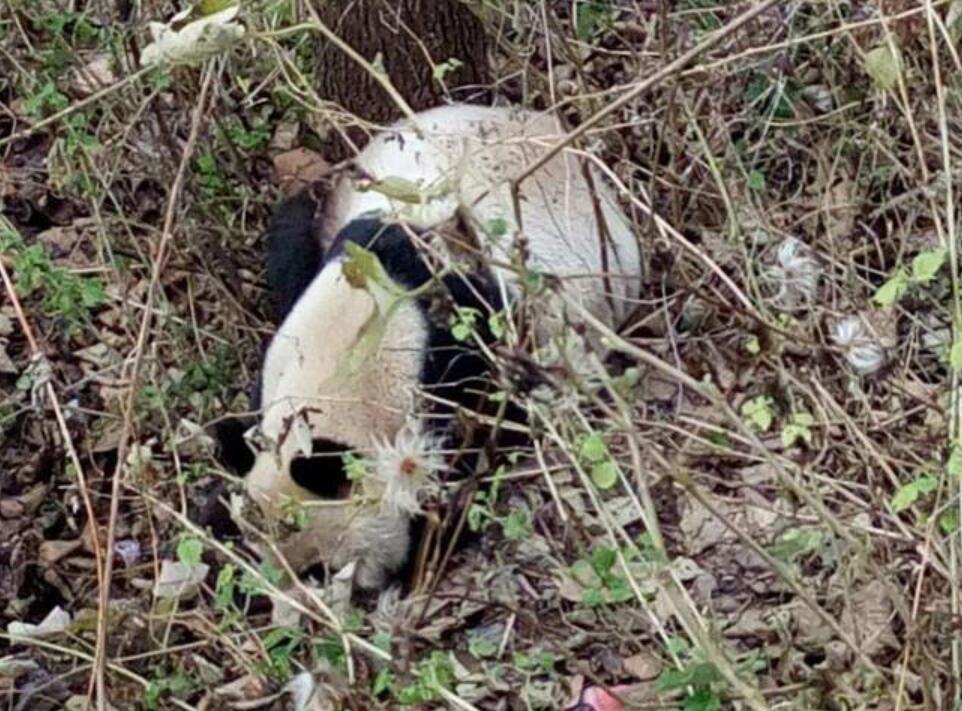 野生熊猫啃食镜头 也太可爱了吧
