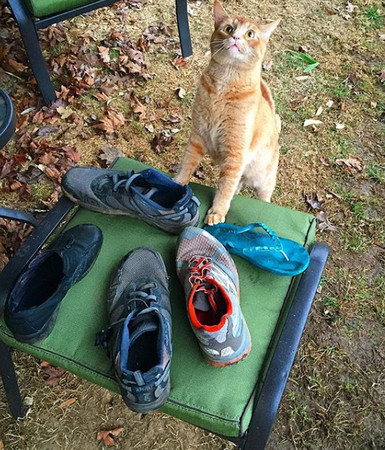 脚味癖萌猫专偷邻居鞋子 主人说 一车战利品 欢迎认领