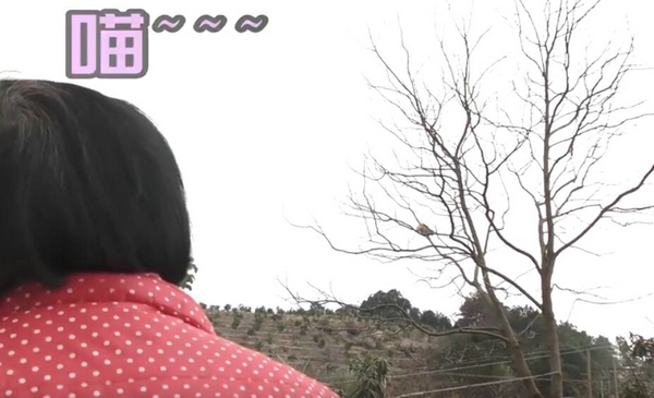 爬这么高是在看风景吗？ 奶奶养的猫居然这么调皮