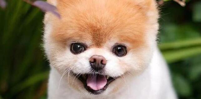 惋惜! 世界上最可爱的狗死于心碎