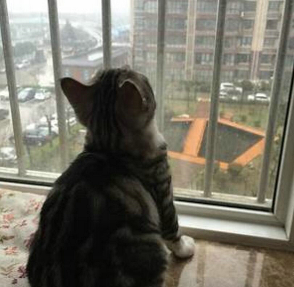 太向往外面的生活了 喵星人的这些背影