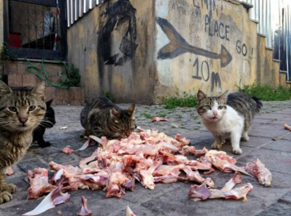 十万顿流浪猫大餐 一波爱心袭来