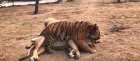 未成年公老虎宠溺成年公狮子 这是在撒糖吗