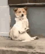 别人家的狗子都开始卖红薯挣狗粮了 请问你的狗子在干嘛？