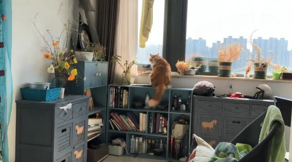 太向往外面的生活了 喵星人的这些背影