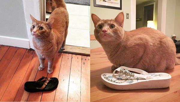 脚味癖萌猫专偷邻居鞋子 主人说 一车战利品 欢迎认领