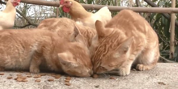 爬这么高是在看风景吗？ 奶奶养的猫居然这么调皮