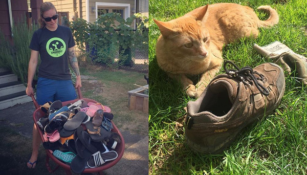 脚味癖萌猫专偷邻居鞋子 主人说 一车战利品 欢迎认领