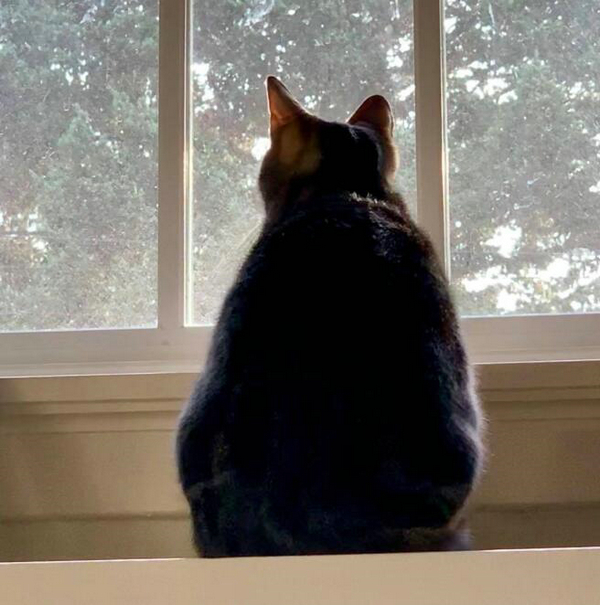 太向往外面的生活了 喵星人的这些背影