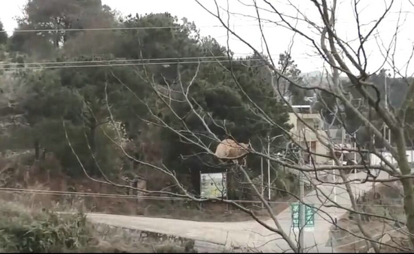 爬这么高是在看风景吗？ 奶奶养的猫居然这么调皮