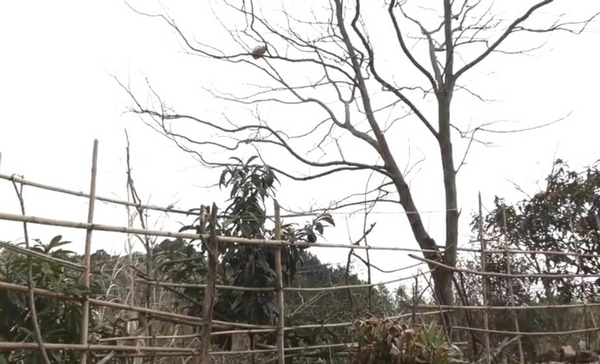 爬这么高是在看风景吗？ 奶奶养的猫居然这么调皮