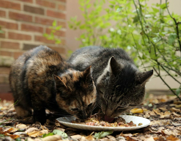 十万顿流浪猫大餐 一波爱心袭来