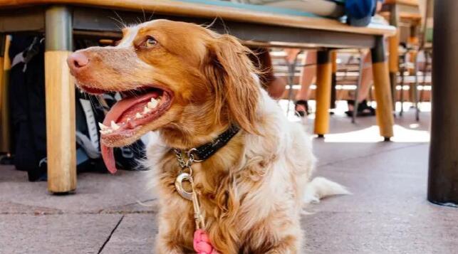 悉尼歌剧院为解决海鸥问题 动用狗狗来帮忙驱赶海鸥