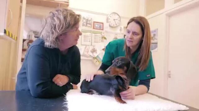 气管损伤 小腊肠犬异常膨胀成密封袋