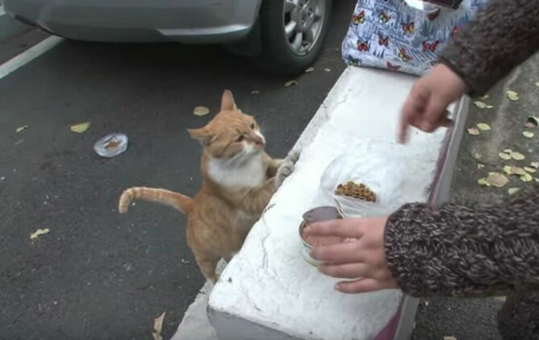 十万顿流浪猫大餐 一波爱心袭来