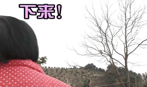 爬这么高是在看风景吗？ 奶奶养的猫居然这么调皮