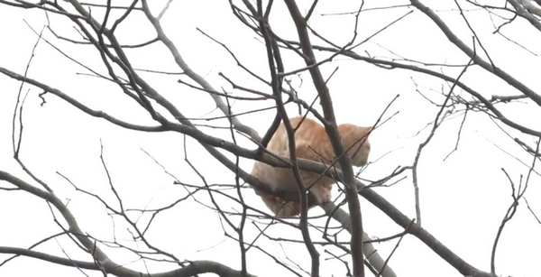 爬这么高是在看风景吗？ 奶奶养的猫居然这么调皮