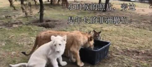 未成年公老虎宠溺成年公狮子 这是在撒糖吗