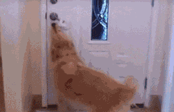 别人家的狗永远是别人家的 不要羡慕了 好好接受现实