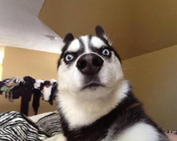 主人正上班,邻居忽然打来电话:你家哈士奇要把墙弄塌了!