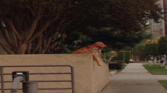 厚脸皮阿金为强迫路人和它玩耍 居然可以这么不要脸