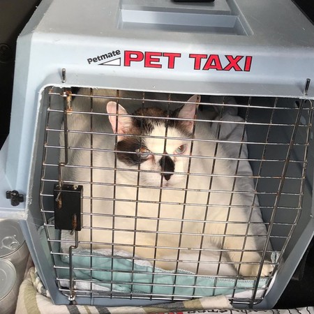 史上最大弃养猫…胖到没笼子装 量完体重后收容所人员脸吓歪