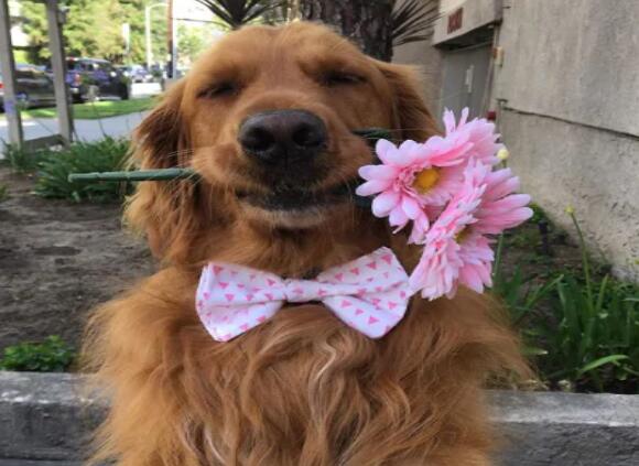 厚脸皮阿金为强迫路人和它玩耍 居然可以这么不要脸