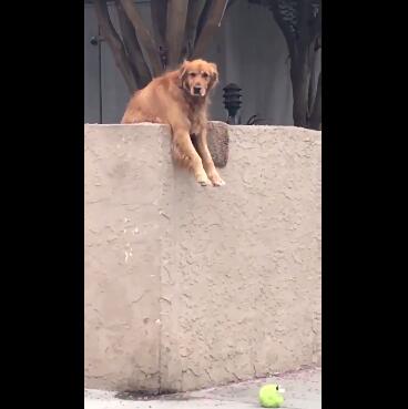 厚脸皮阿金为强迫路人和它玩耍 居然可以这么不要脸