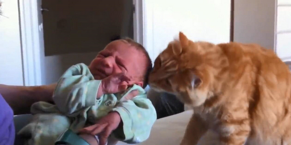 猫咪对小孩的超强容忍度 原来是这个特别的原因