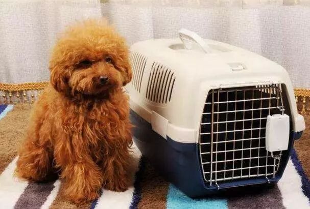 乘坐飞机时可以带宠物吗？都需要办理些什么？