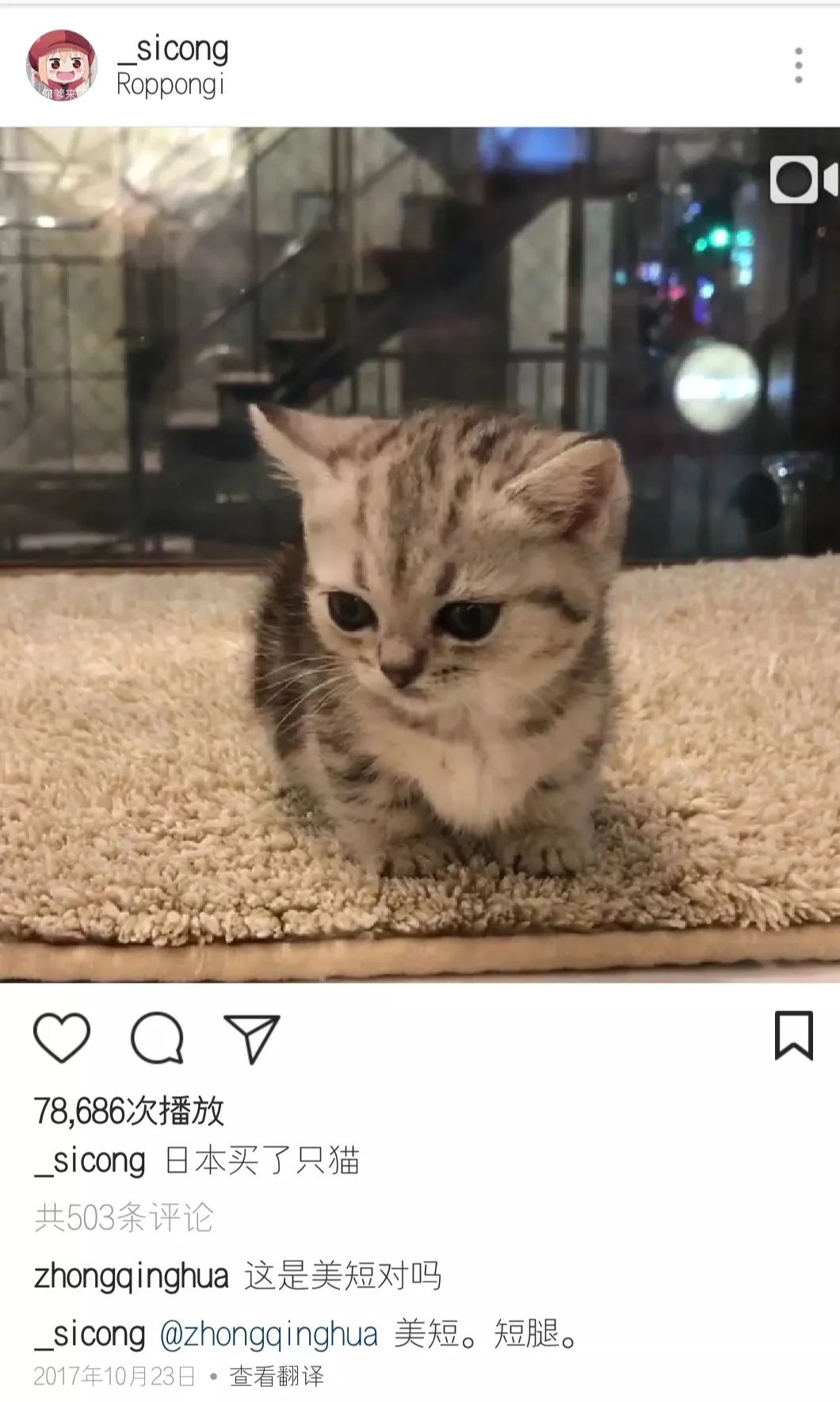 王思聪动物园再添新丁 最新入驻的猫咪一夜暴富