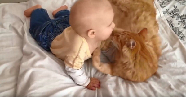 这么小就开始吸猫了 长大肯定是妥妥的猫奴