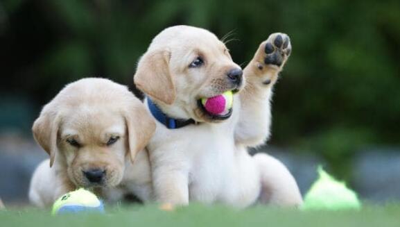 震惊！研究发现：狗狗的寿命和疾病风险居然与毛色相关