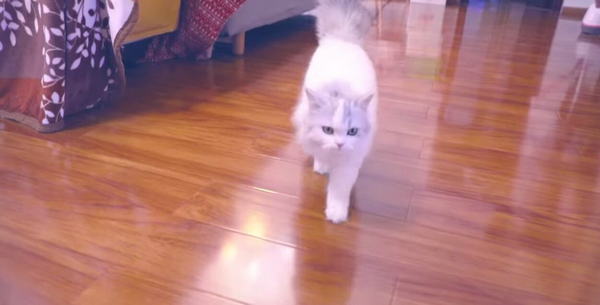 铲屎的还不给小鱼干？ 盘点这些猫咪讨食的手段