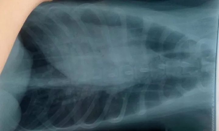 这只狗狗只能站着吃饭 知道实情的人都为它感到难过