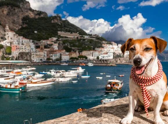 “ 科学报告 ”杂志发表新研究结果 养狗可以让人长寿