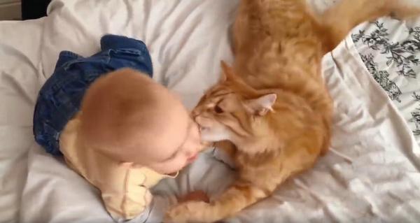 这么小就开始吸猫了 长大肯定是妥妥的猫奴