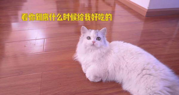 铲屎的还不给小鱼干？ 盘点这些猫咪讨食的手段