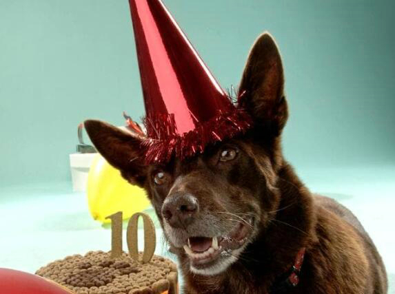 “ 科学报告 ”杂志发表新研究结果 养狗可以让人长寿