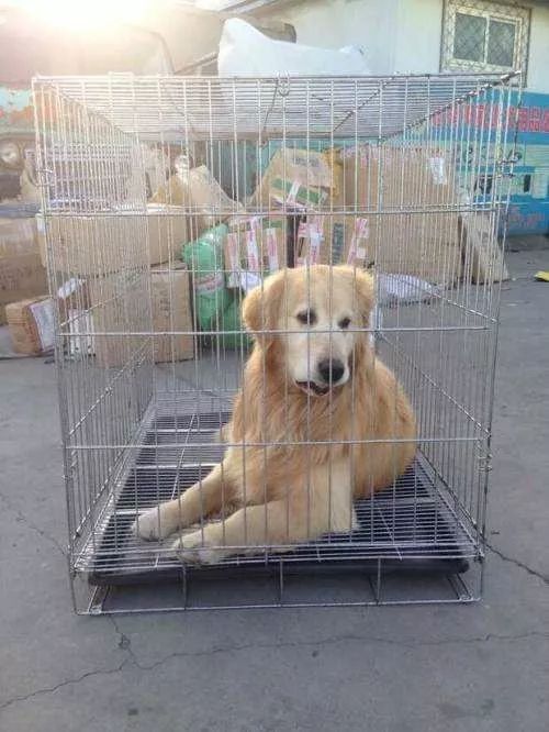 乘坐飞机时可以带宠物吗？都需要办理些什么？