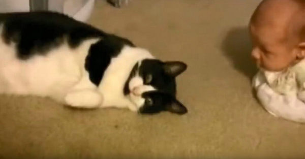 猫咪对小孩的超强容忍度 原来是这个特别的原因