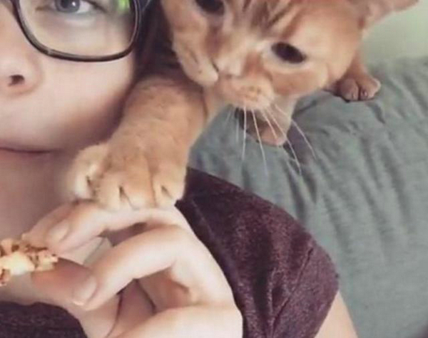 铲屎的还不给小鱼干？ 盘点这些猫咪讨食的手段