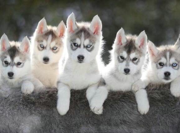 “ 科学报告 ”杂志发表新研究结果 养狗可以让人长寿